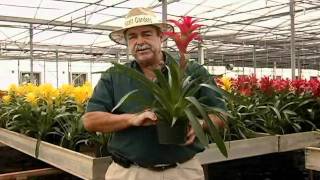 Guzmania Care Instructionsavi [upl. by Giovanni]