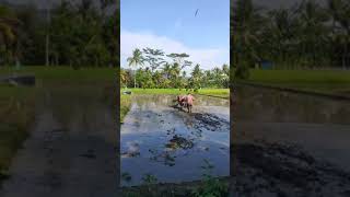 Pupuk bersubsidi mudah janji prabowo pada petani farming agriculture farmer petani [upl. by Amimej]