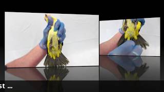 DNA Gender Testing for Parrot  HOW TO PLUCK THE FEATHERS [upl. by Zebada]