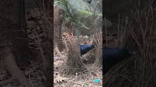 Satin Bower Bird Building Nest aussiebuzz [upl. by Gerhardine]