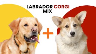 Labrador Corgi Mix AKA Corgidor [upl. by Lilla]