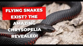 Flying Snakes Exist The Amazing Chrysopelia Revealed [upl. by Mccourt647]