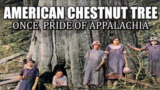 American Chestnut Trees once the Pride of the Appalachias [upl. by Oiragelo]