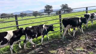 ‘13 Friesian Steer Calves’ Corryong  Bucket Reared Vendor Bred Rising 56 Months Very Quiet [upl. by Thanh45]