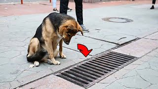 he Dog Looked into the Storm Drain Every Day and when it was Opened  PEOPLE were Shocked [upl. by Terra728]