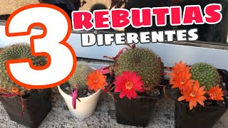 3 ESPECIES de REBUTIA diferentes y sus flores [upl. by Myrna]