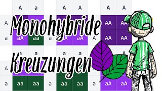 Monohybride Kreuzung  Genetik vereinfacht genetik bildung simplified [upl. by Nicolais]