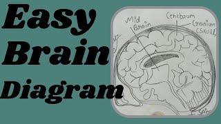 Easy Brain Diagram ✨❤️ [upl. by Lonny]