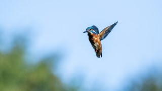 Kingfisher Hovering  HD Nature and Wildlife [upl. by Markowitz]