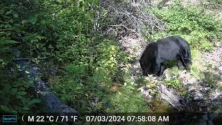 Black bear on the Sunny M Ranch [upl. by Arleyne]