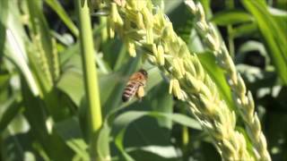 Honeybee pollination of corn [upl. by Lamdin352]