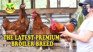 THE LATEST PREMIUM BROILER BREED [upl. by Cimbura]