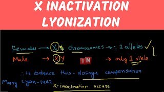 X Inactivation – Lyonization [upl. by Elletnwahs]