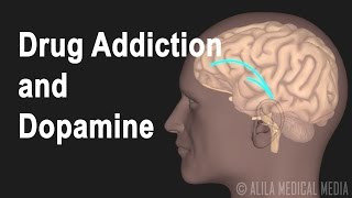 Mechanism of Drug Addiction in the Brain Animation [upl. by Fabi435]