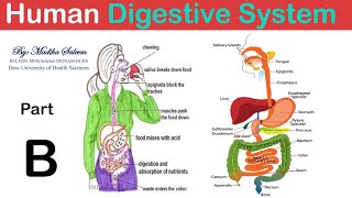 Human Digestive System  Anatomy amp Physiology Samester I  part B [upl. by Enaillil]