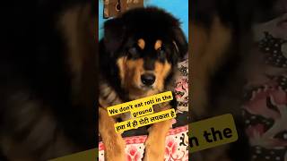 Tibetan mastiff pupy 10 month oldtibetan mastiff puppy pricetibetan mastiff puppy price 2024 [upl. by Enrichetta]