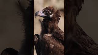 Cinereous Vulture birdspecies shortvideo [upl. by Liagibba]