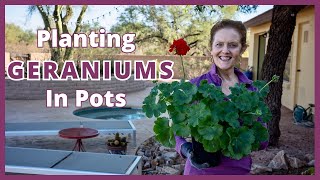 GERANIUMS IN POTS A Planting Guide [upl. by Zeba]