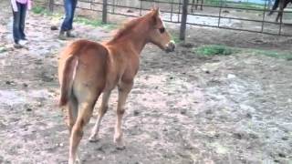 Sweep the leg Johnny x cl neato freckles colt [upl. by Nomaid]