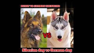 husky vs German shepherd😱German shepherd vs Siberian husky who will win fightshort wildlifehindi [upl. by Nacim]