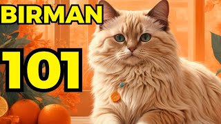 Birman cat pros and cons  Everything you need to know [upl. by Bugbee481]