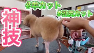 トリミングDAY〜プロの技！羊カットと桃尻カットが出来るまで【トリミング動画】【トイプードルモカ】 [upl. by Snook33]