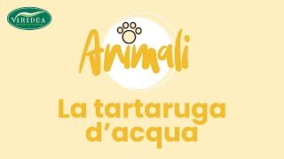 LA TARTARUGA DACQUA RACCONTATA DAL VETERINARIO [upl. by Eilama349]