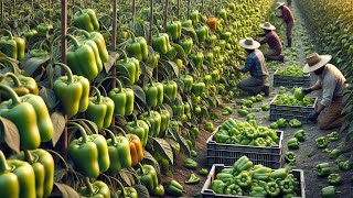 Os Agricultores Colhem E Processam Bilhões De Pimentões Dessa Maneira [upl. by Ayoj39]