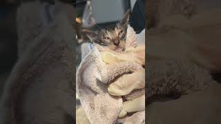 Cat fell into river and was discovered and saved by a man cat rescuecat short [upl. by Phillipp912]