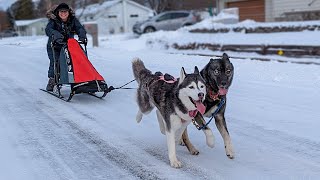 Our Huskys First Time Pulling a Dog Sled [upl. by Qirat857]