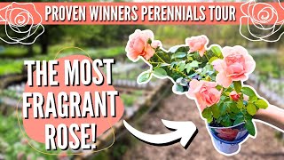 Nursery Tour The EASIEST Perennials to Grow [upl. by Hurleigh973]