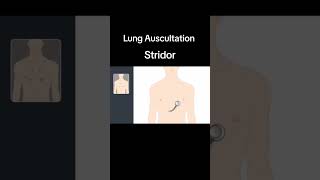 Lung Auscultation Strioder pulmonaryrehabilitation pulmonary healtheducation [upl. by Horbal]