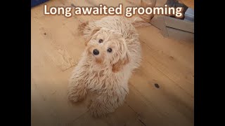 Millie the Poochon after grooming [upl. by Douville]