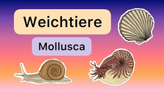 Weichtiere Mollusca [upl. by Alicea529]