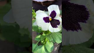 Pansy Flower  How to grow and care full information [upl. by Tracey5]