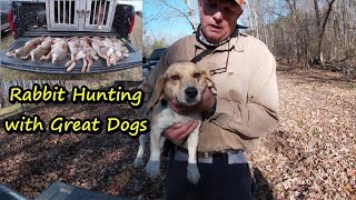 Rabbit hunting with Great DogsHow to rabbit hunt with beagles [upl. by Riay941]