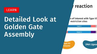 A Detailed Look at Golden Gate Assembly [upl. by Sclar595]