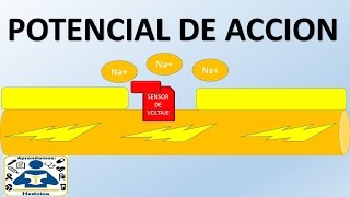 POTENCIAL DE ACCION [upl. by Dedie823]