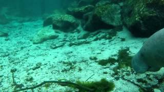 Manatee Interactions  People petting Manatees  Crystal River Florida [upl. by Hadeis]