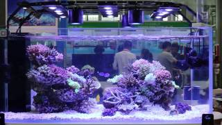 Lumini aquarium led light Pixie 150 SPS tank CIPS 2016 [upl. by Icam366]