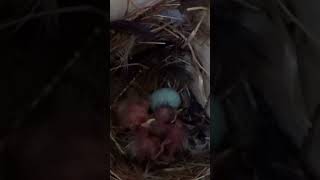 Newly Hatched Starling Chicks 🐣 birds nature wildlife shorts [upl. by Lladnor]