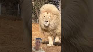 Lionkings 🦁👑 king world 👑🦁 lion lionking shortvideo short [upl. by Gayel310]