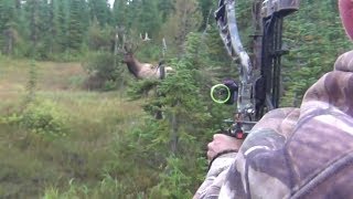 The best archery shots on video bowhunting  StuckNtheRut [upl. by Arriet]