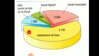 La ration alimentaire physiologie 1ier année médecine [upl. by Arnst]