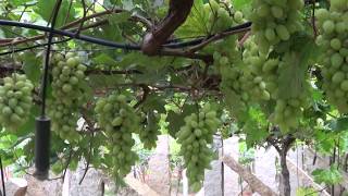 How grapes are grown [upl. by Ennahgiel]