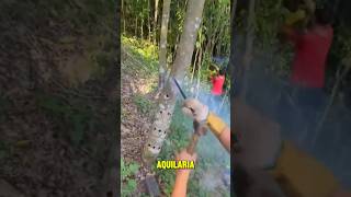 tree inoculation explained 🤯 [upl. by Eilzel]