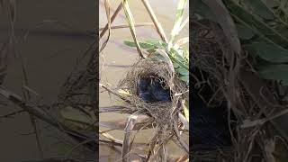 Baby Birds Remarkable Feat Eat In Nest EP114 birdslover birdwatch wildlife viralvideo birds [upl. by Rostand]