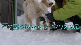 ベタ雪を夢中で遊んだあとのフワフワ犬の足🐾 [upl. by Piselli]