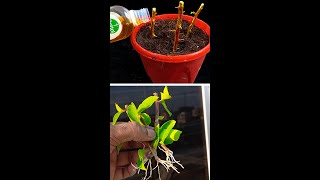 Easy gardening method propagate bougainvillea from cuttingsviralvideoシ garden highlights Flowers [upl. by Atile]