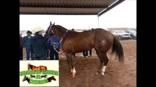 LA TEXANA  EL ALACRAN VALENZUELA  CORRIDOS 2015 [upl. by Otreblanauj]